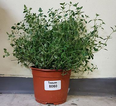 Пряное растение Тимьян в горшке d-14 см Летний фестиваль