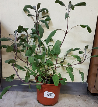 Пряное растение Шалфей в горшке d-14 см Летний фестиваль