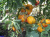 Рассада Томат Бабушка Виней № 179 сорт с самыми крупными плодами средний, индетерминантный, желтый, р7