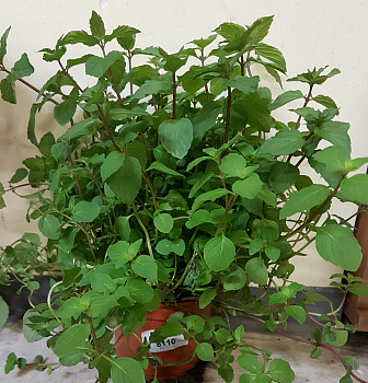 Пряное растение Мята в горшке d-14 см Летний фестиваль