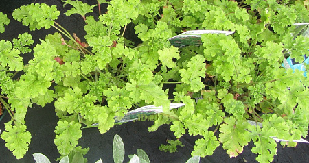 Пряное растение Герань Гурме Конколор Лейс в горшке d-12 см Летний фестиваль
